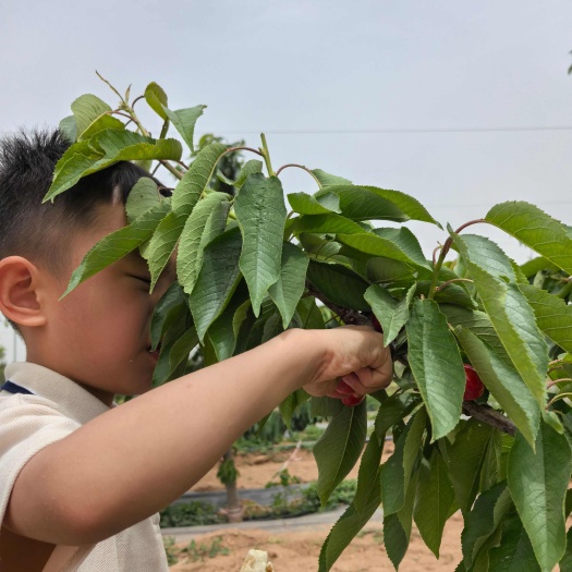 铜川 自家种植樱桃首批开卖   保证脆甜