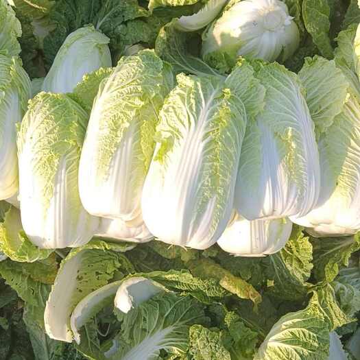 郸城县黄心娃娃菜