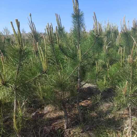 基地批发黑松，黑松产地，黑松杯苗，规格齐全，适合荒山绿化