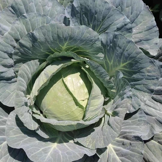 卷心菜