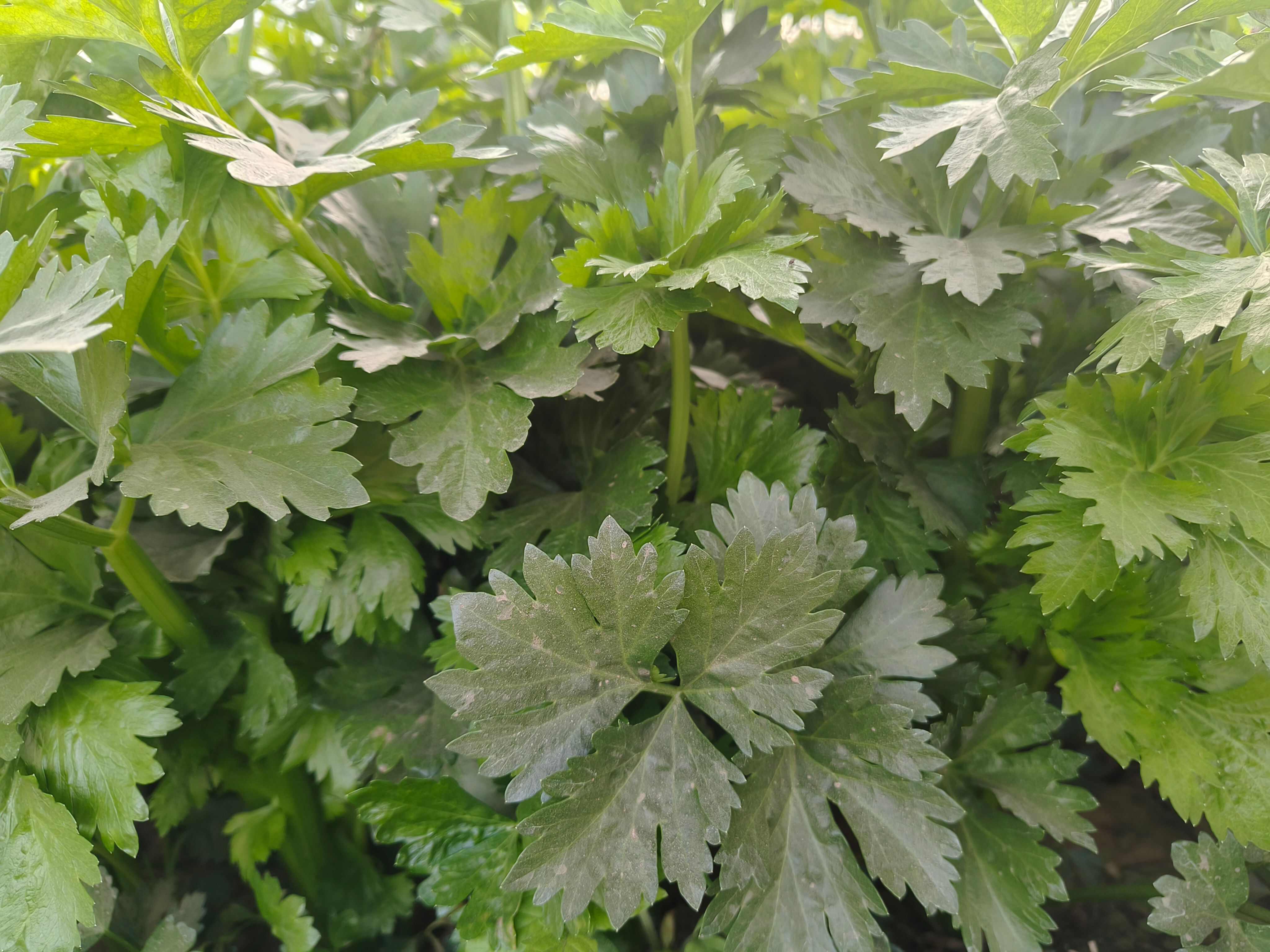 西芹