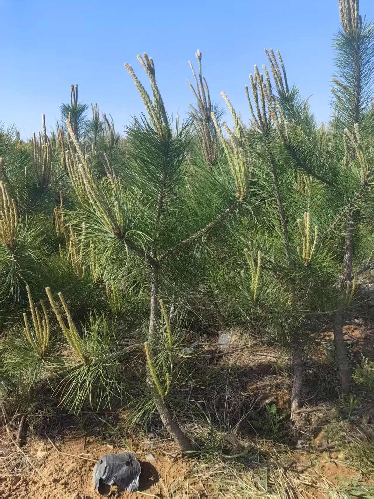基地常年出售油松大小杯苗，油松地苗，油松规格齐全，货源充足