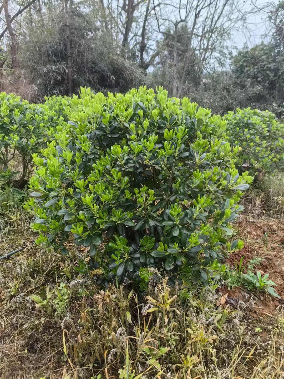 海桐球  冠幅80-200cm精品海桐球基地