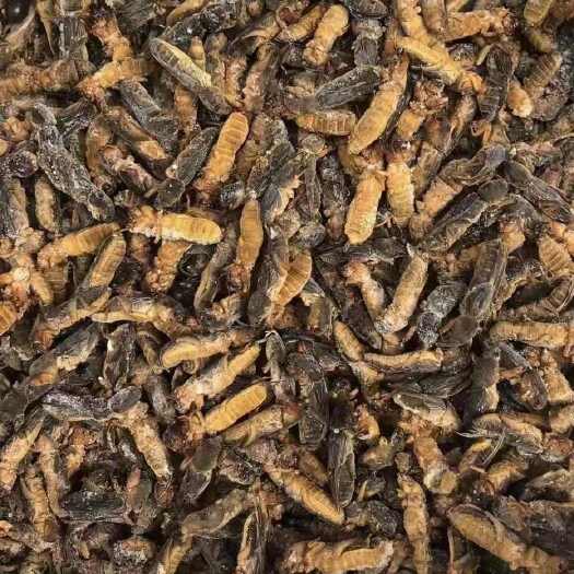 广州大量批发食用蝼蛄、地拉蛄、拉拉蛄、土狗