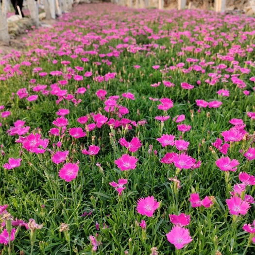 青州市双色盆欧石竹，9万颗，