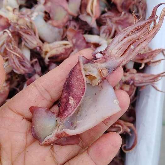 日照小鱿鱼干开片鱿鱼干，无内脏鱿鱼干，鱿鱼干，开片小鱿鱼
