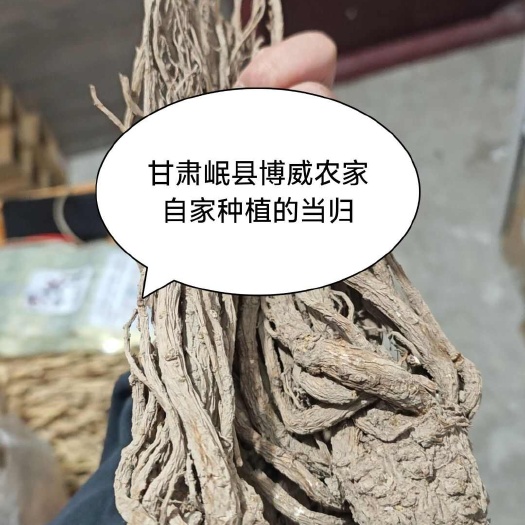 岷县甘肃定西岷县当归大条发货原色原味无硫熏当季新货煲汤（送枸杞）