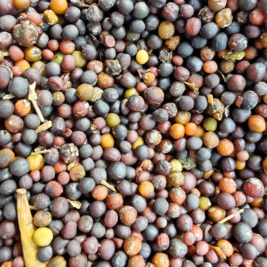汝州市自产优质秦油二号油菜籽，15吨待售