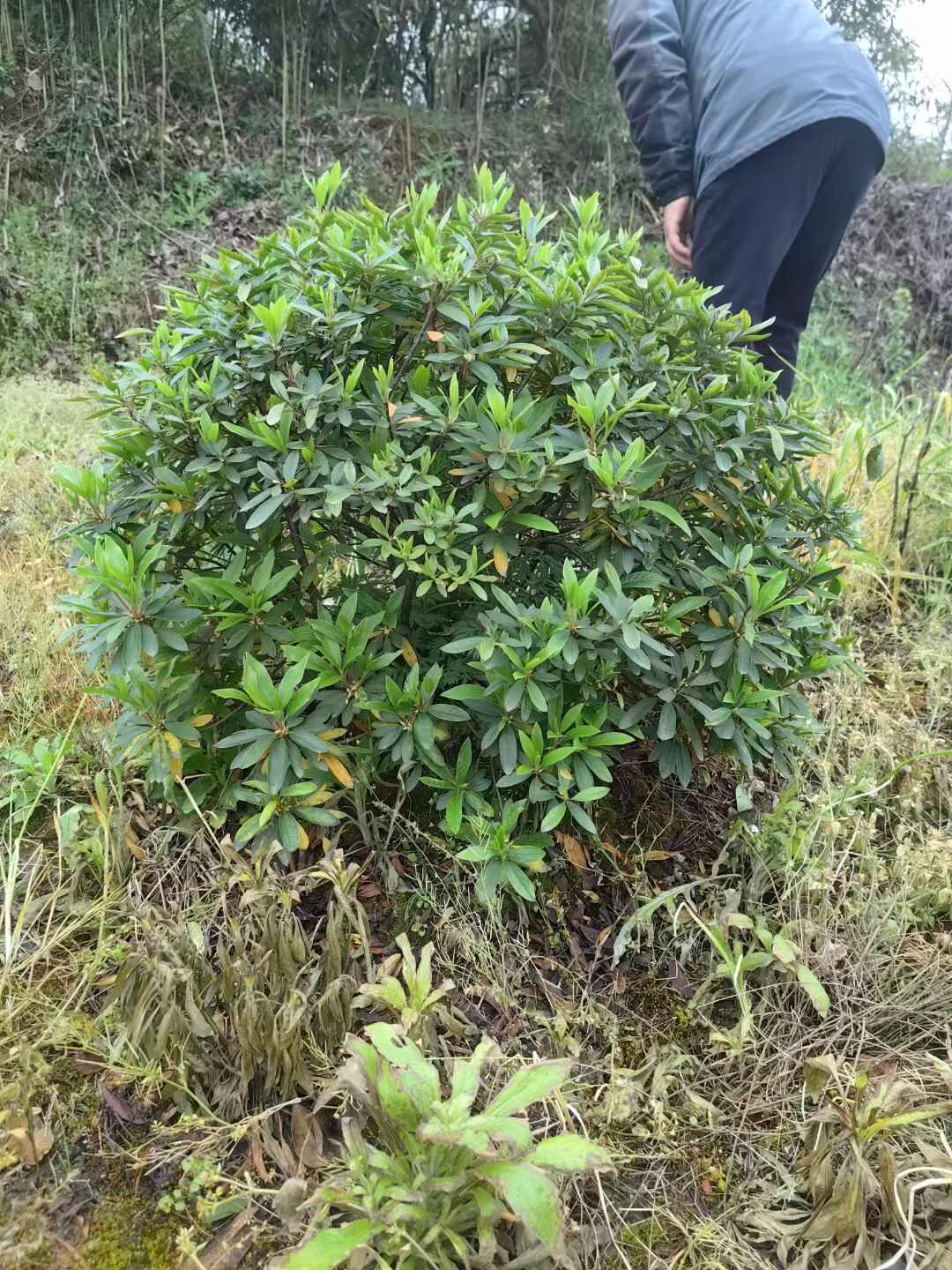 海桐球  冠幅80-200cm精品海桐球基地