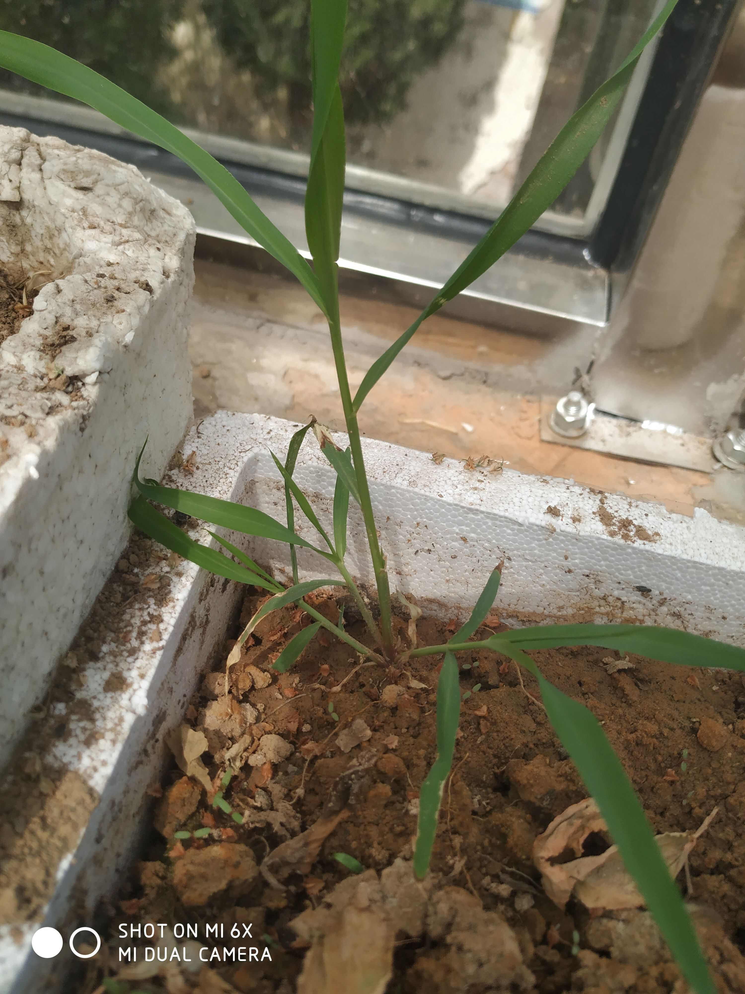 一手货中条山狗尾巴草