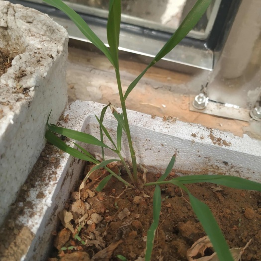 一手货中条山金丝草(俗名狗尾巴草)