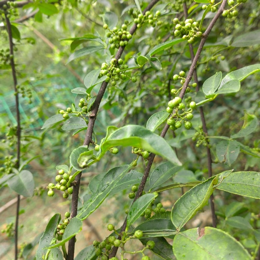 三都县九阡青花椒大量上市了
