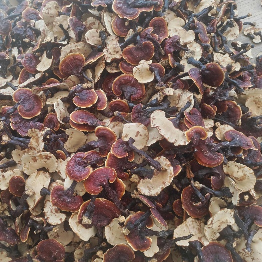 寻乌县赤灵芝