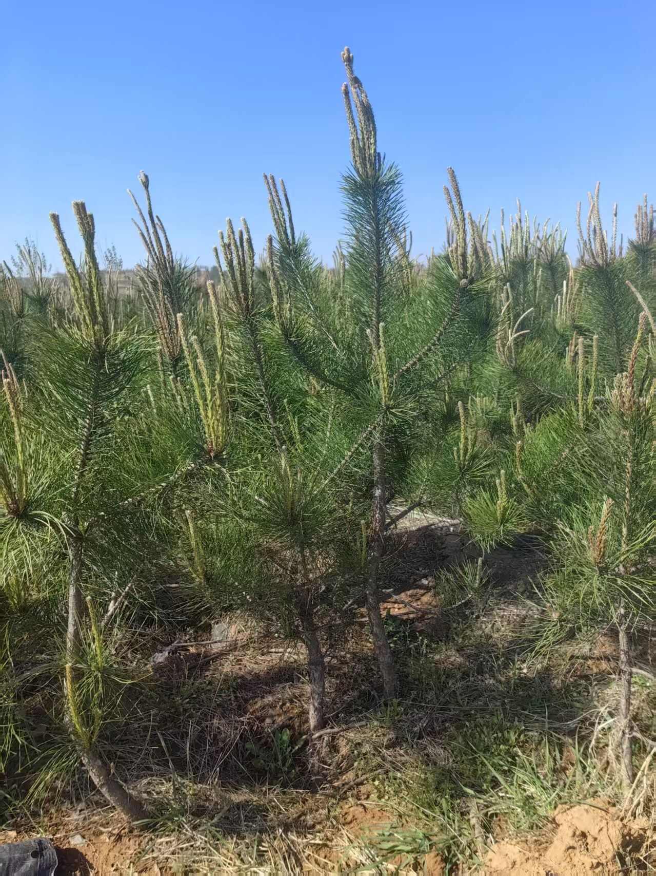 基地常年出售油松大小杯苗，油松地苗，油松规格齐全，货源充足