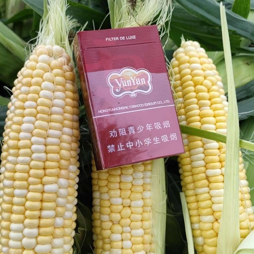 各位老总好今天5月17号德宏遮放双色玉米价格大幅度回升