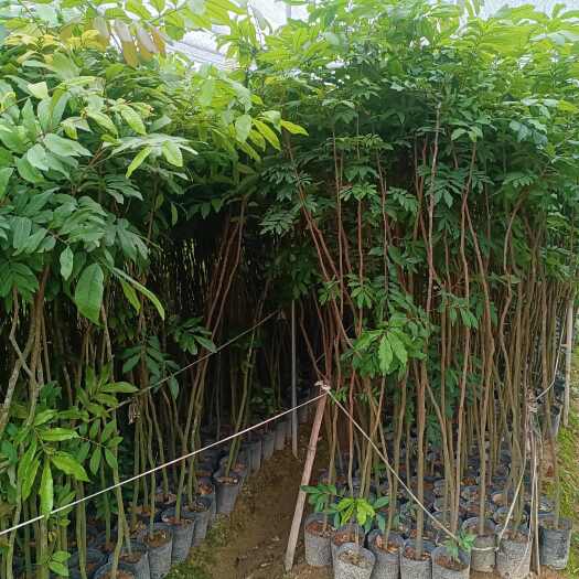 普宁市大量供应头径1·2·3·4.5公分龙眼荔枝苗