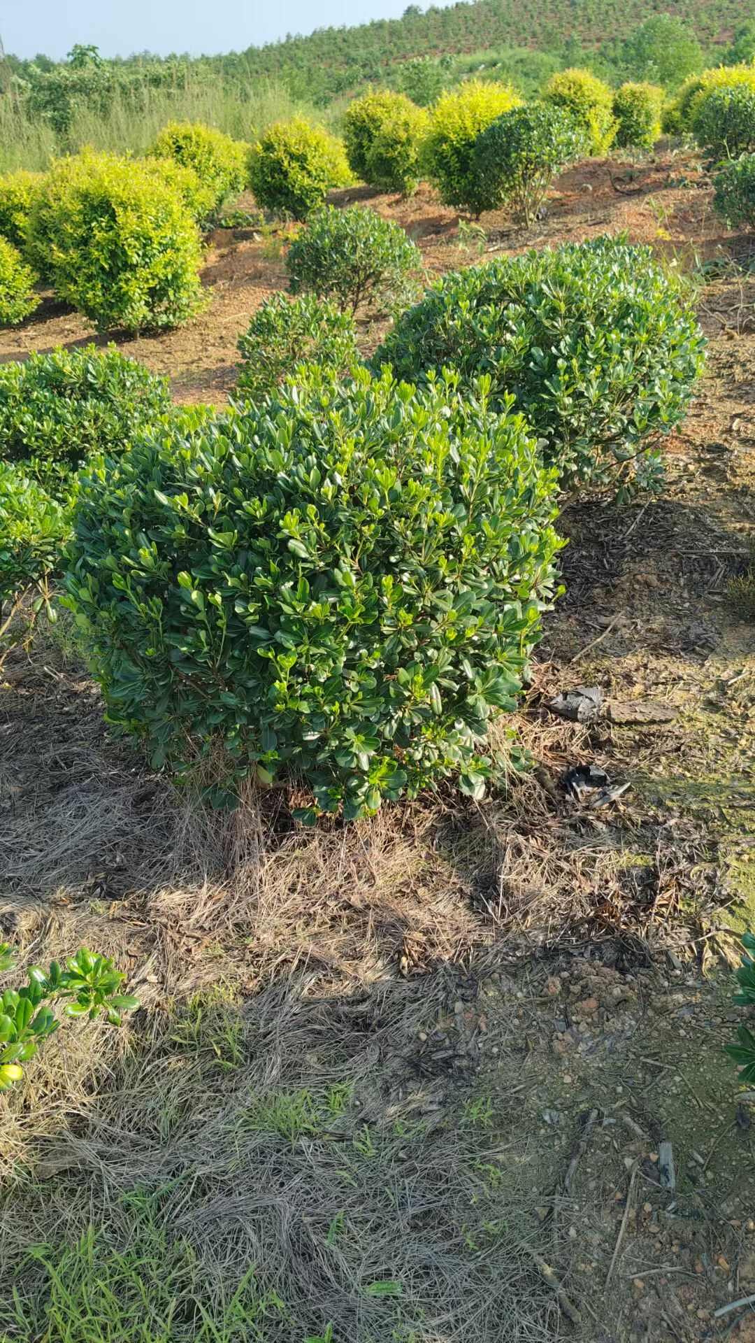 海桐球  冠幅80-200cm精品海桐球基地