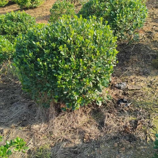 海桐球  冠幅80-200cm精品海桐球基地