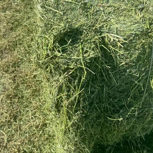 头茬苜蓿草