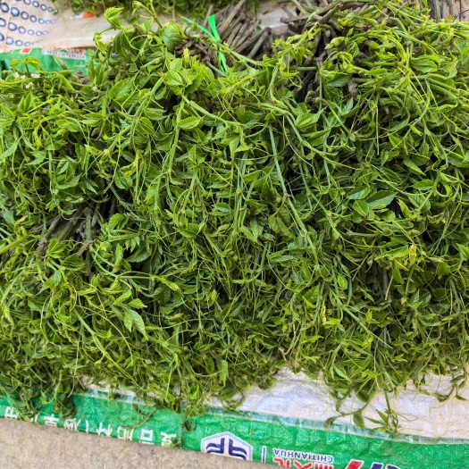 贵州精品三叶青苗产地直发品质保证量大从优欢迎欢迎采购三代训化
