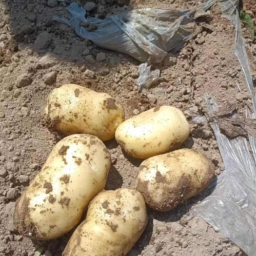 黄皮黄心土豆