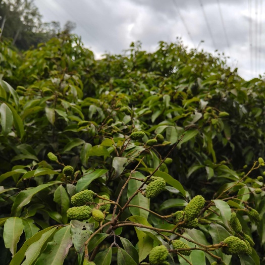 专业种植荔枝 桂味  糯米糍  妃子笑