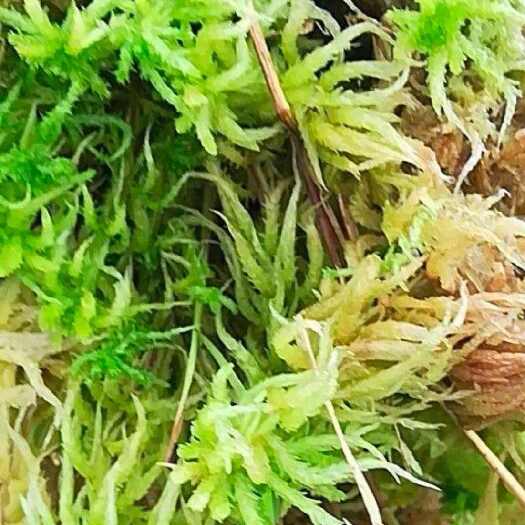 隆回县水苔基地产品