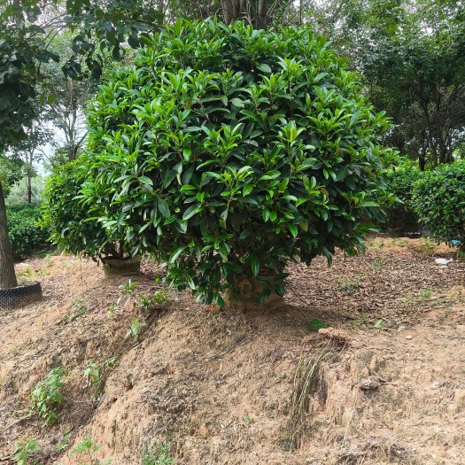 漳浦县非洲茉莉球1.2-1.5米