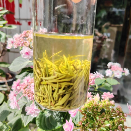 信阳信阳毛尖春尾芽