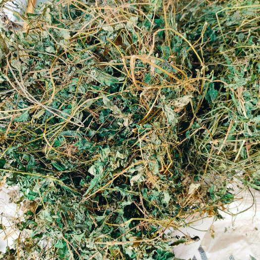 筠连县绞股蓝，产地四川，有大货可供应，欢迎来电咨询，