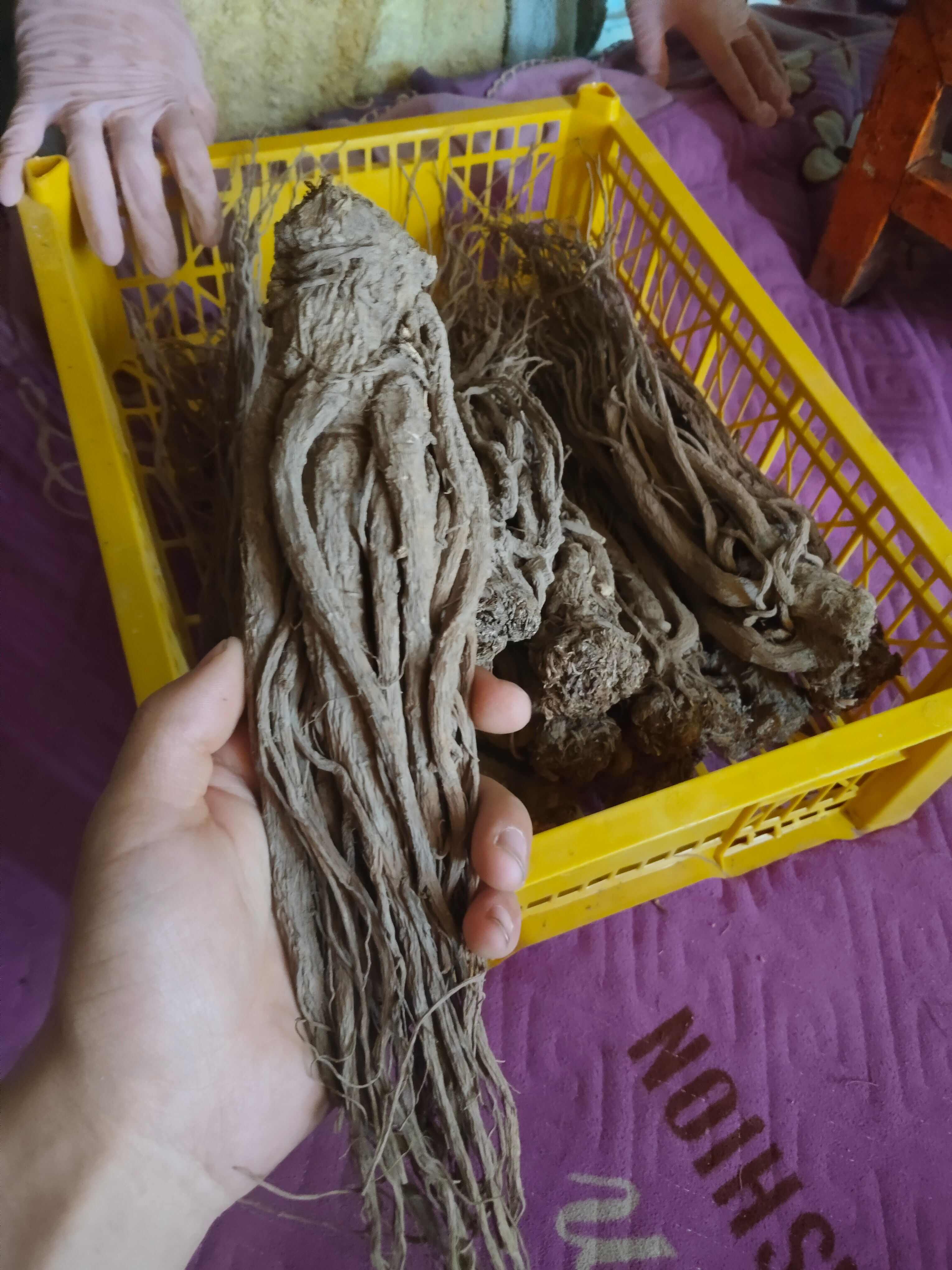 甘肃岷县当归！中国当归之乡！道地药材！产地直发！