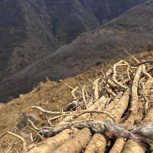 浑源县黄芪中药材山西大同浑源产地直发浑源黄芪正北芪批发货源充足