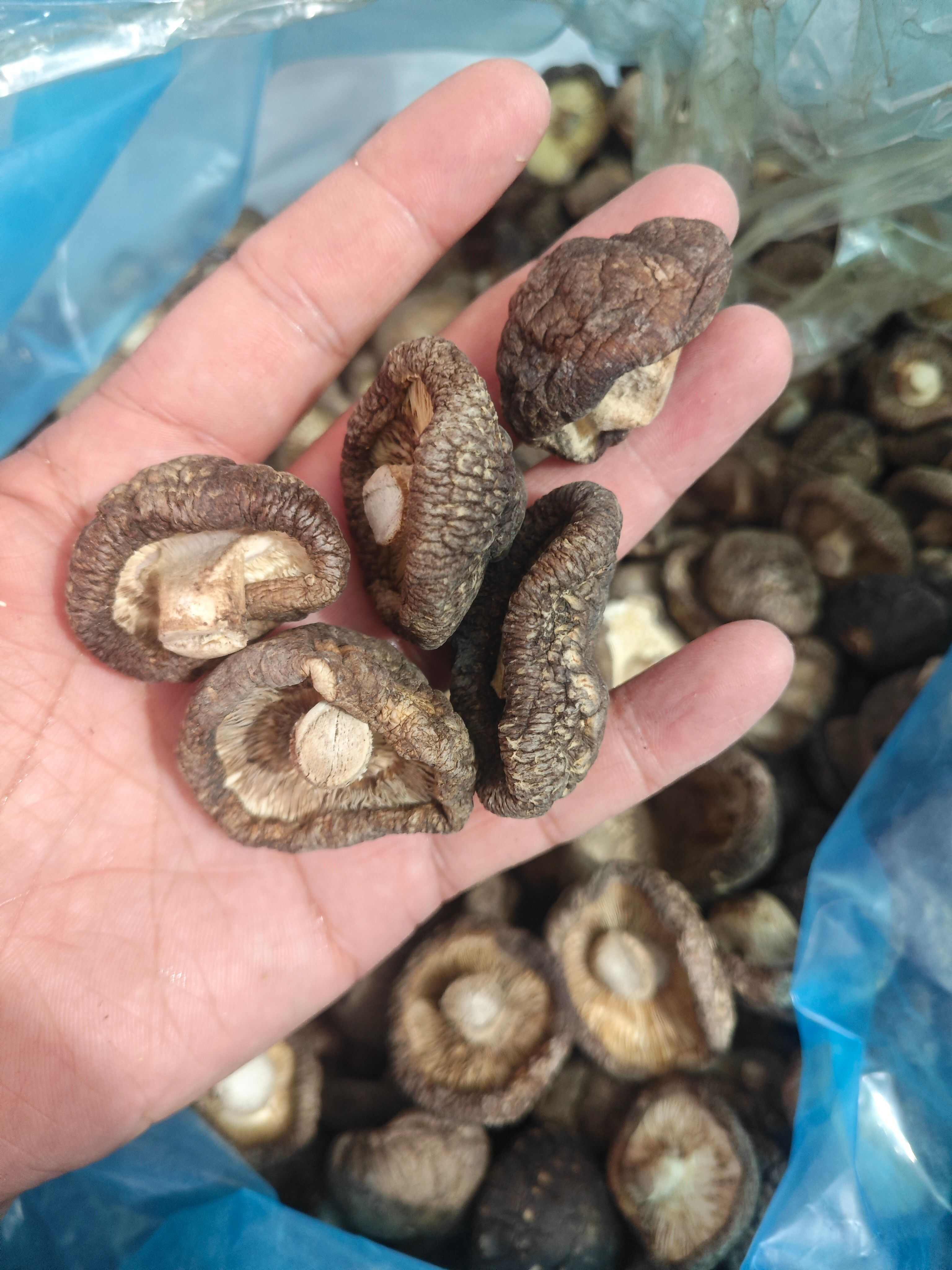 精品花菇干香菇产地直发 干度好 冬菇新菇肉厚无根金钱菇可代发