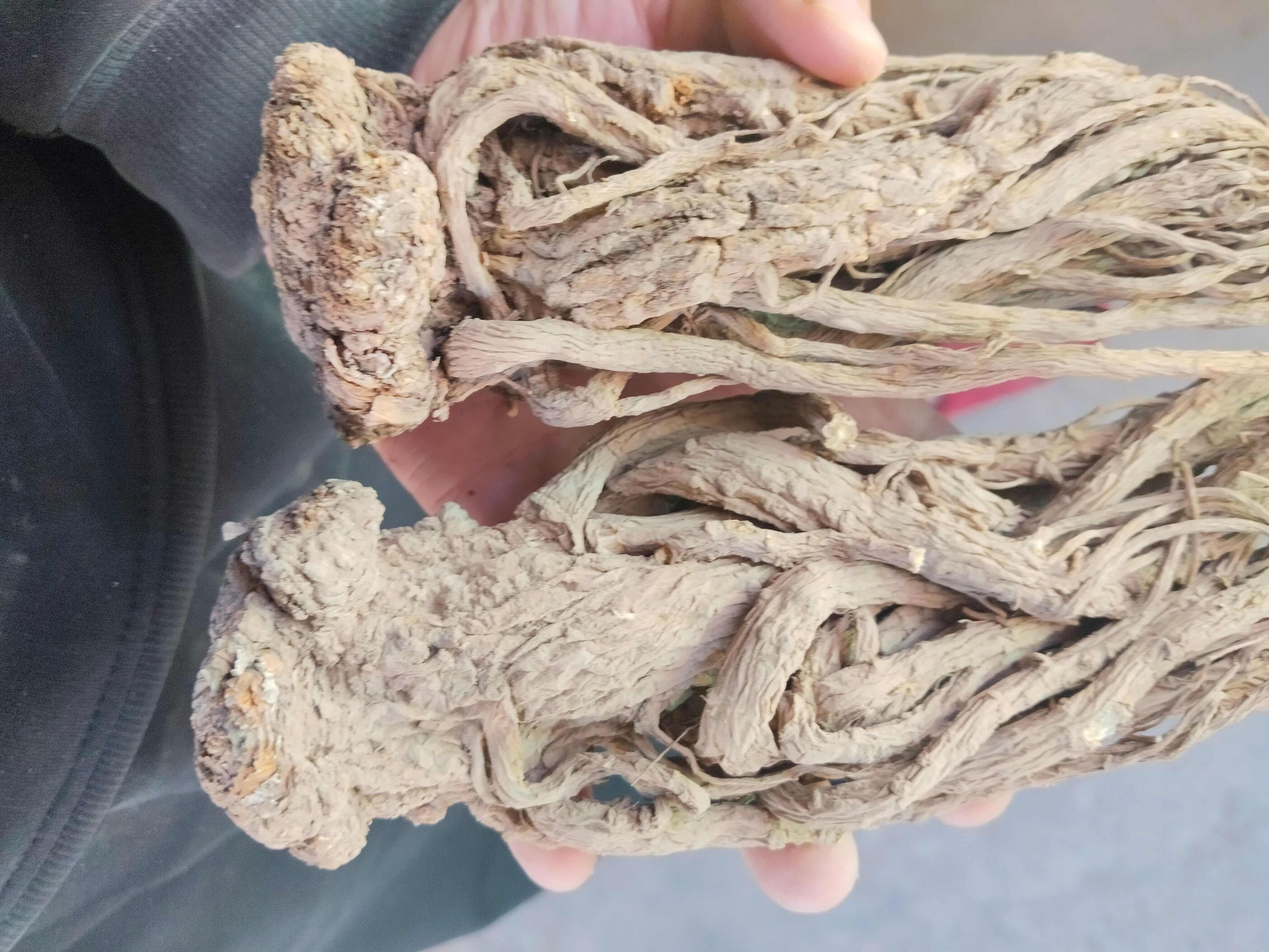 甘肃岷县当归！中国当归之乡！道地药材！产地直发！