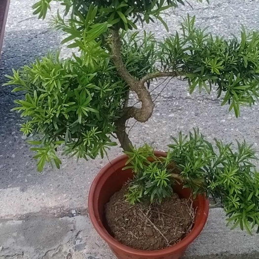桂林小叶贵妃罗汉松，拿弯造型