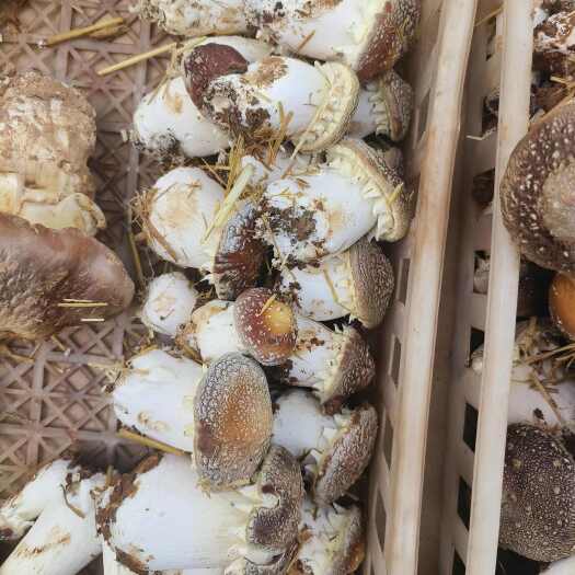 灵宝市河南灵宝新鲜大球盖菇批发 实惠价供应 现货充足
