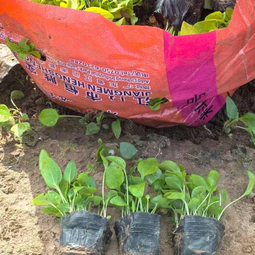 山东青州松果菊苗木基地供应优质菊花系列花草盆栽