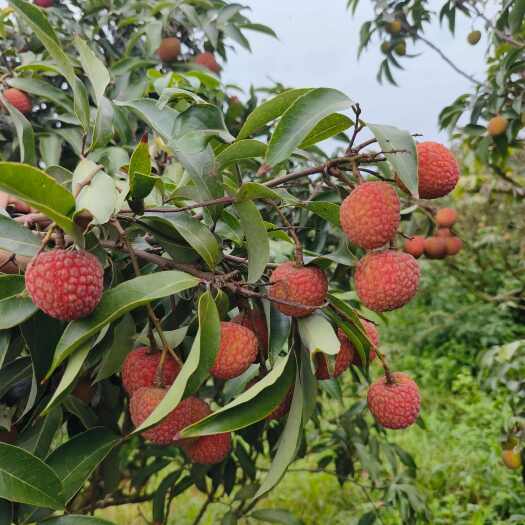 徐闻县徐闻白糖罂荔枝，大量上市，多片荔枝园待采，日发货量3万斤