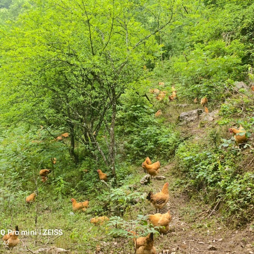 农家散养青脚麻鸡,已经开始下蛋,纯粮食喂养,重量在4-7斤