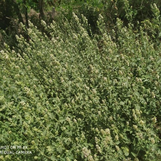 平陆县一手货中条山荔枝草