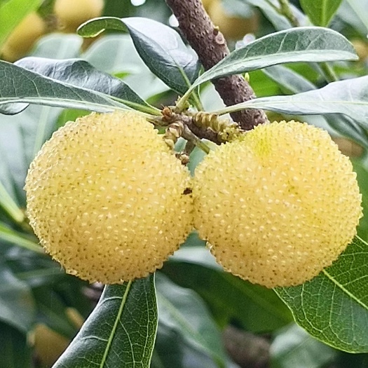 漳浦县白杨梅