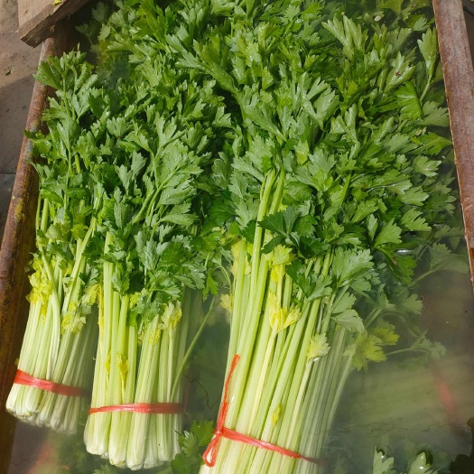 常年提供，保鲜保量，