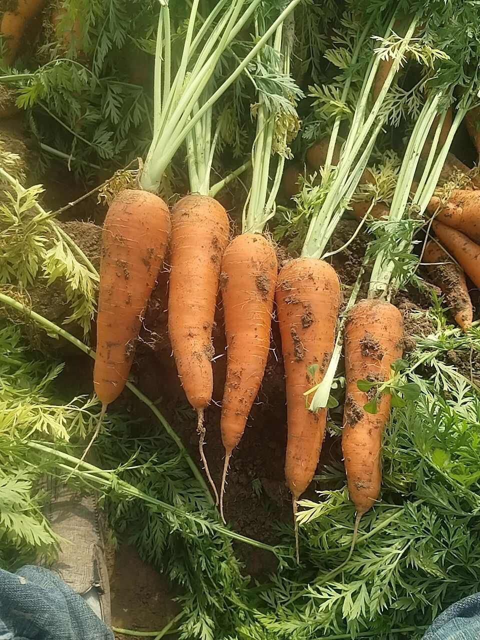 红皮胡萝卜