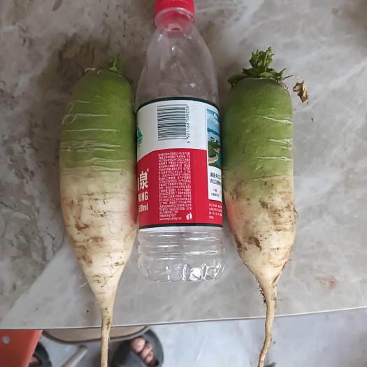 扶沟县河南周口新鲜青萝卜 扶沟产地直发 优质根茎蔬菜