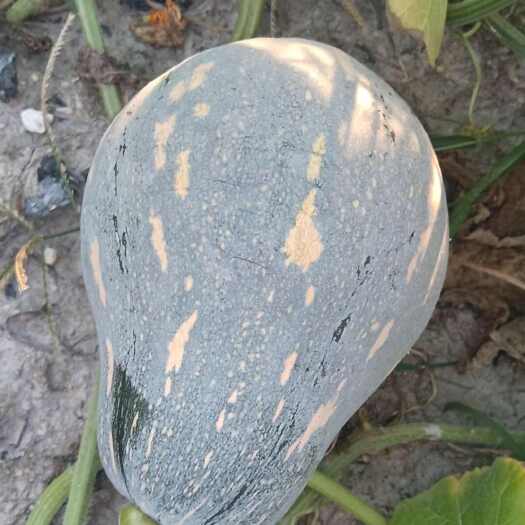 廉江市香芋南瓜