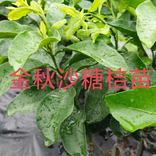 阳朔县沙糖桔苗 沙糖桔苗 早熟沙糖桔苗  晚熟沙糖桔苗
