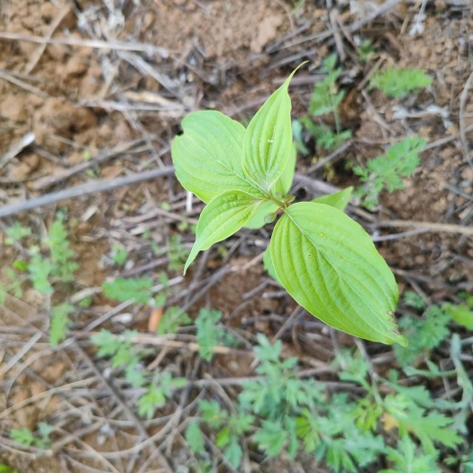 蓝田县出售山茱萸树苗