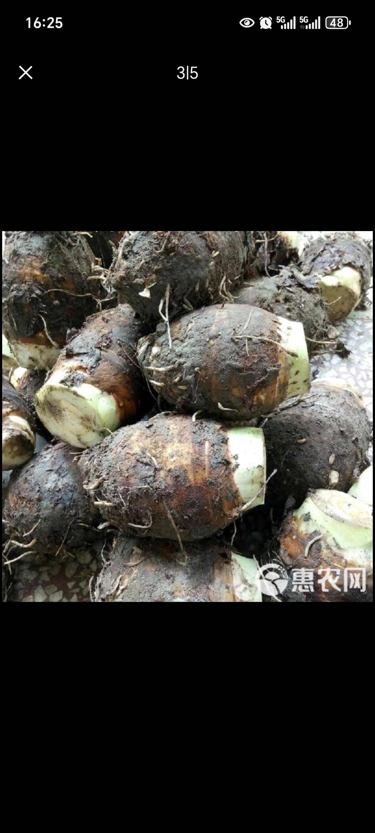广西荔浦芋头香糯粉芋头槟榔芋单个重1.5斤到2斤
