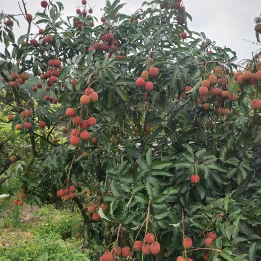 高州市广东茂名高州妃子笑荔枝新鲜采摘现发货