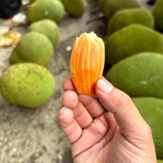 云南红心菠萝蜜，10—12斤整个发货
